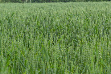 Early summer wheat crop blowing in the breeze .Traditional green wheat crops unique natural photo .Young wheat plants growing on the soil