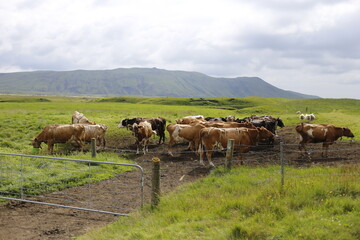 Naklejka na ściany i meble cows in the green meadows of iceland