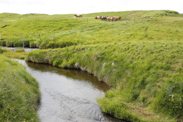 Fototapeta na wymiar cows in the green meadows of iceland