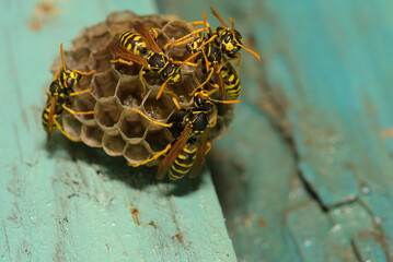 Wasp hive with wasps on a wooden door, Kharkiv, Ukraine