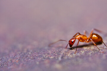 Fire ant