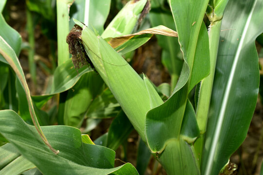 The picture shows a corn cob growing on a corn stalk and wide leaves.