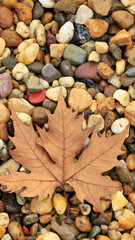 autumn leaves background