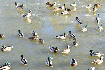 Drakes and wild ducks swim on the surface of the lake.