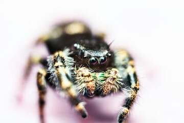 Jumping Spider (group Salticidae)
