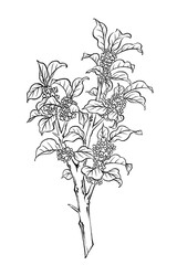 Osmanthus tree illustration, pattern design, black and white, digital art.