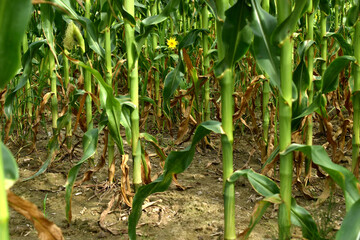 The picture shows a corn field, showing rows of corn, wide green corn leaves and stalks.