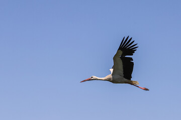 stork in the sky