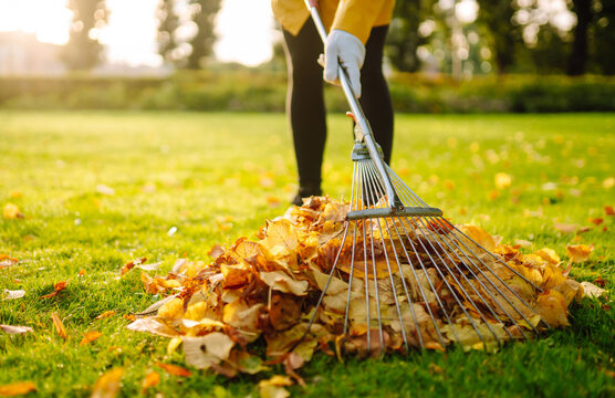 Rake and pile of fallen leaves on lawn in autumn park. Volunteering, cleaning, and ecology concept. Seasonal gardening.
