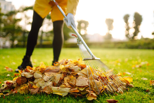 Rake and pile of fallen leaves on lawn in autumn park. Volunteering, cleaning, and ecology concept. Seasonal gardening.
