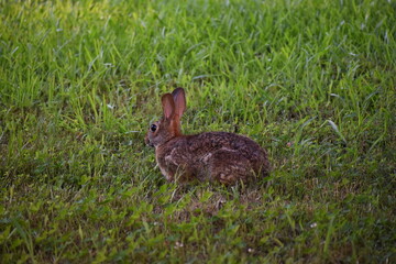 A juvenile brown rabbit in the grass 