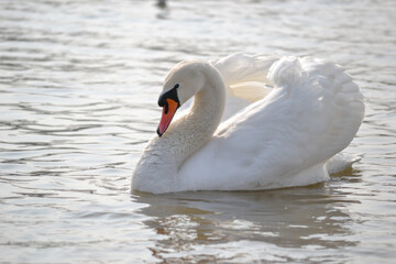 White swan is float on water.