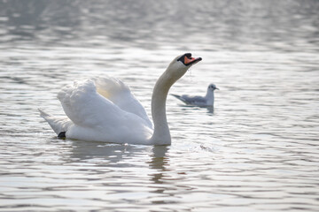 White swan is float on water.