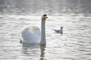 White swan is float on water.