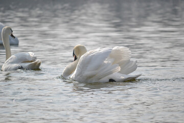 A pair of white swans floats on the water.