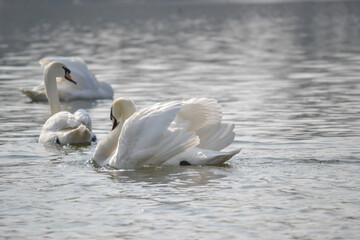 A pair of white swans floats on the water.