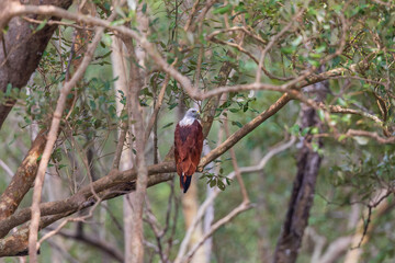 Brahminy kite (Haliastur indus) at Sundarban NP, West Bengal, India. © Dipankar'Photography