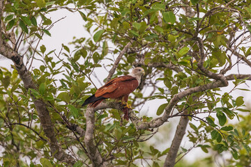 Brahminy kite (Haliastur indus) at Sundarban NP, West Bengal, India. © Dipankar'Photography