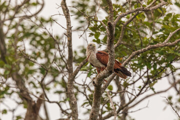 Brahminy kite (Haliastur indus) at Sundarban NP, West Bengal, India. © Dipankar'Photography