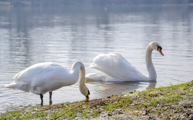 White swans on the shore of the lake.