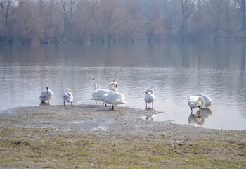 Obraz premium White swans on the shore of the lake.