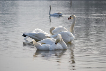 White swans on the shore of the lake.