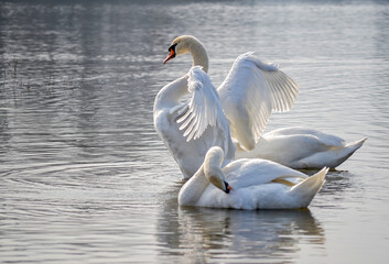 White swans on the shore of the lake.