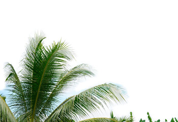 Fototapeta na wymiar coconut leaves on a bright sky background blur or blurry