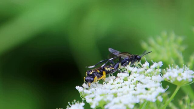 Parasitic wasp or ichneumon fly laying  eggs in a wasp, also called Ichneumonidae