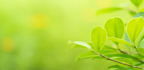 Close-up macro soft focus fresh green leaves blur background.concept for ecology backdrop,desktop wallpaper,website cover design.