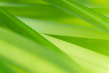 Close-up macro soft focus fresh green leaves abstract blur background.concept for ecology backdrop,desktop wallpaper ,website cover design.