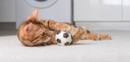 Bengal cat plays with a ball on the floor.