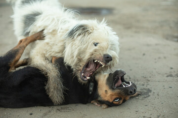 Dogs fight. Animal fighting. Pet bite. Fight of beasts.