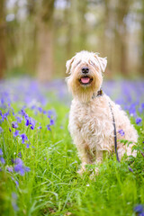 soft coated wheaten terrier in a bluebell wood