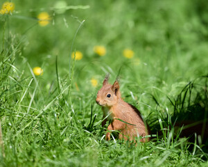 Small European squirrel in garden grass