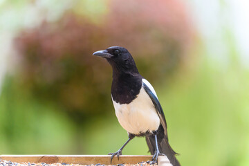 magpie on a bird table