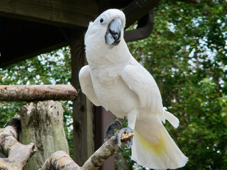 A white cockatoo posing for the camera