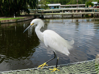 Wild crane sitting on a net near the water