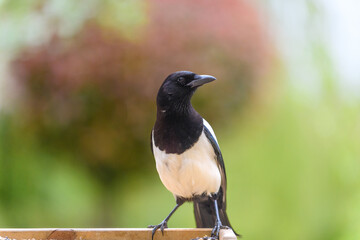 magpie on a bird table