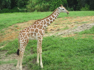 Naklejka na ściany i meble A single young giraffe in a field