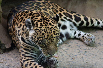 Gorgeous jaguar at the zoo