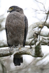 crested serpent eagle