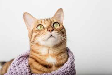 Fototapeta premium Portrait of a Bengal cat in a scarf on a white background.