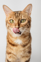 Portrait of a Bengal shorthair cat close-up on a white background.