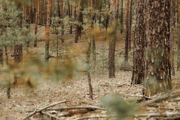Fototapeta na wymiar Forest pine autumn landscape, fallen needles, moss and leaves.