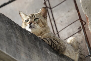 Obraz premium young cat on the wall 
