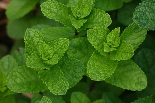 Fresh green mint leaves growing on garden bed