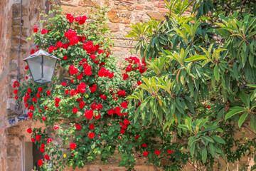 Fototapeta na wymiar Tuscany medieval wall with flowers and lamp at springtime in Siena, Itay
