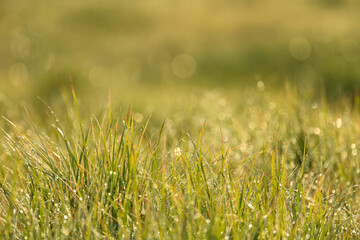 Morning Sun LIghts The Dew On Tall Grass