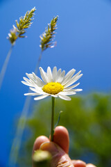 daisy flower